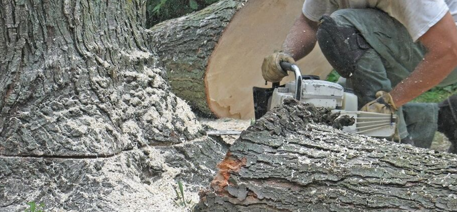 Abattage d'une arbre malade par un employé de Emondage Longueuil Pro.
