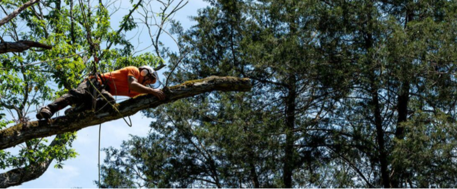Élagueur de Emondage Longueuil Pro qui travaille dans en hauteur dans un arbre.